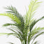 2 x Palm Areca