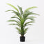 2 x Palm Areca