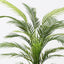2 x Palm Areca