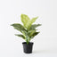 6 x Dieffenbachia Plant