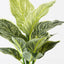6 x Dieffenbachia Plant