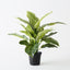4 x Dieffenbachia Plant