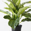 4 x Dieffenbachia Plant