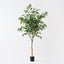 Ficus Tree
