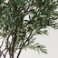 Olive Tree