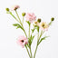 12 x Ranunculus Spray