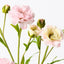 12 x Ranunculus Spray