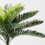 6 x Palm Cycad Bush