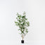 2 x Ficus Tree