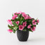4 x Impatiens Plant