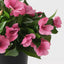 4 x Impatiens Plant