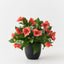 4 x Impatiens Plant
