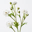 Ranunculus Spray (Set of 12)