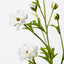 Ranunculus Spray (Set of 12)