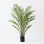 2 x Palm Date Plant