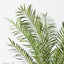 2 x Palm Date Plant