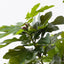 Fig Tree