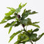 Fig Tree