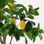 2 x Lemon Tree