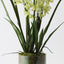 Orchid Cymbidium in Vase