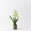 Orchid Cymbidium in Vase