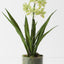 Orchid Cymbidium in Vase