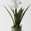 Orchid Cymbidium in Vase
