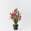 2 x Orchid Cymbidium Plant