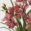 2 x Orchid Cymbidium Plant