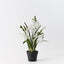 2 x Orchid Cymbidium Plant