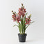 Orchid Cymbidium Plant