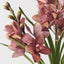 Orchid Cymbidium Plant