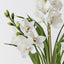 Orchid Cymbidium Plant