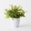 6 x Boxwood Plant