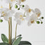 Orchid Phalaenopsis in Bowl
