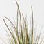 6 x Grass Cattail Bush