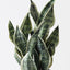 6 x Sansevieria Plant