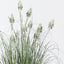 2 x Grass Agave Flowering Plant