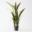 2 x Sansevieria Plant