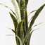2 x Sansevieria Plant