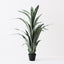 2 x Sansevieria Plant