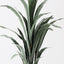 2 x Sansevieria Plant