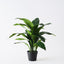 2 x Aspidistra Plant