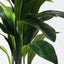 2 x Aspidistra Plant