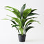 2 x Aspidistra Plant