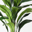 2 x Aspidistra Plant