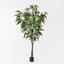 2 x Ficus Alii Tree