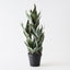 2 x Sansevieria Plant