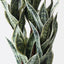 2 x Sansevieria Plant