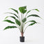 2 x Spathiphyllum Leaf Plant